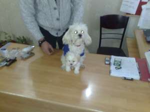 VAND PUI BICHON MALTESE PITIC 2 LUNI