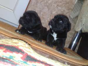 vand pui cane corso