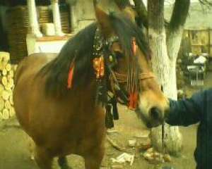 vand iapa