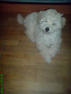 VAND CANIS alb toy
