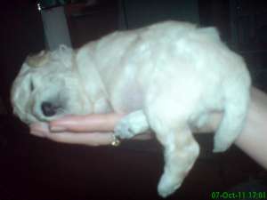 VAND CANIS alb toy