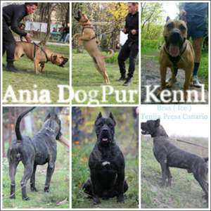 Vand Pui Dogo Canario