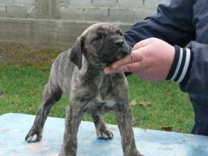 Vand Pui Dogo Canario