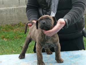 Vand Pui Dogo Canario