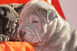 Crescator vand puii shar pei albastrii/grii