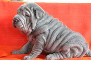 Crescator vand puii shar pei albastrii/grii