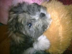 vand bichon maltese...3 luni , femela