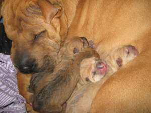 vand puiuti shar-pei