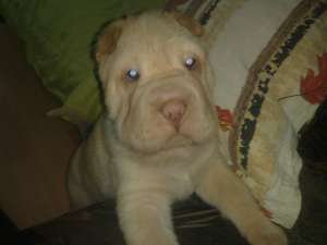 Shar-pei