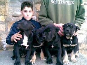 cane corso