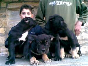 cane corso