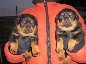 pui rottweiler