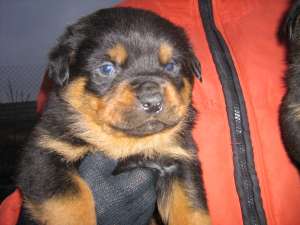 pui rottweiler