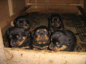 pui rottweiler