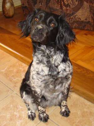 Caut mascul Monta Breton Epagneul