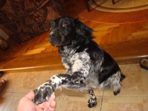 Caut mascul Monta Breton Epagneul