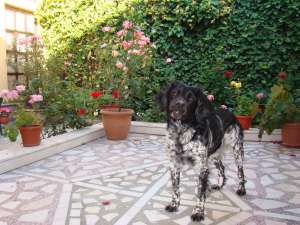 Caut mascul Monta Breton Epagneul