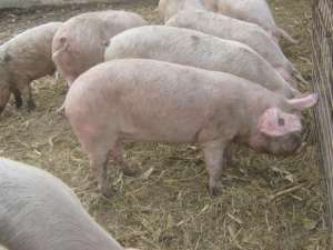 VIND  10  PORCI PENTRU SACRIFICAT