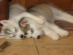 Pui Husky