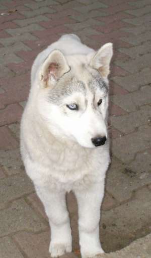 Pui Husky