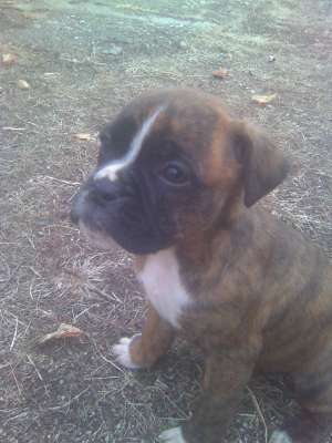 vand catei rasa boxer tigrat