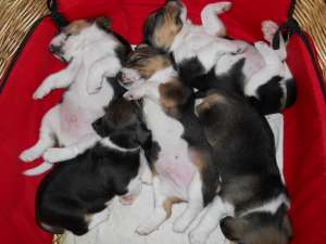 pui beagle de vanzare