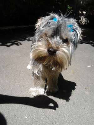ofer yorkshire terrier pentru monta