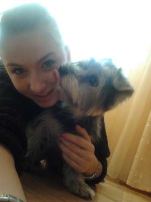 ofer yorkshire terrier pentru monta