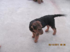 VAND 2 CATELUSE AIREDALE TERRIER CU PEDIGREE VARSTA 5 LUNI ARATA IMPECABIL