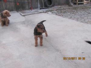 VAND 2 CATELUSE AIREDALE TERRIER CU PEDIGREE VARSTA 5 LUNI ARATA IMPECABIL