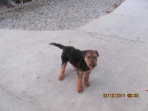 VAND 2 CATELUSE AIREDALE TERRIER CU PEDIGREE VARSTA 5 LUNI ARATA IMPECABIL