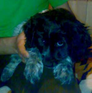 Pui cocker american spaniel URGENT IEFTIN