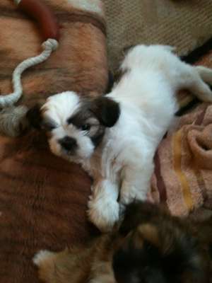 Vand shi tzu ! ! ! Primu vaccin facut si carnet de sanatate !