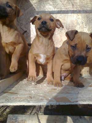 Vand puiutii Amstaff