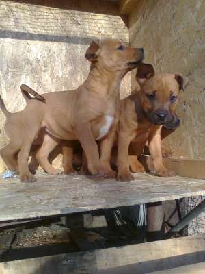 Vand puiutii Amstaff
