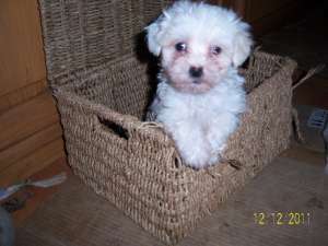 VAND PUI BICHON