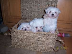 VAND PUI BICHON