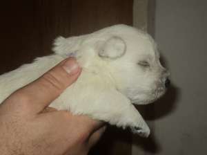 Vand pui westie
