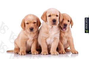 Vand puiuti labrador