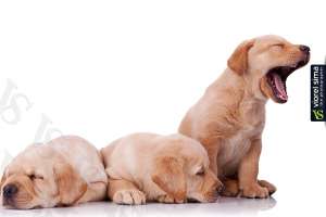 Vand puiuti labrador