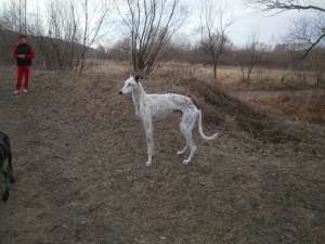 vand mascul(cel alb) si femela rasa greyhound!se vand doar in pereche nu separat!pret de criza!