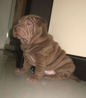 Vand pui shar pei