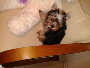Vand caine rasa Yorkshire Terrier