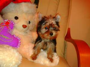 Vand caine rasa Yorkshire Terrier