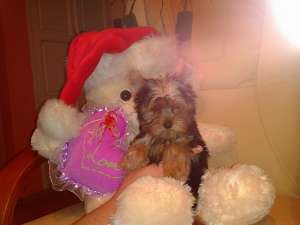 Vand caine rasa Yorkshire Terrier