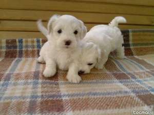 VAND BICHON MALTESE