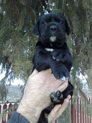 VAND CANE CORSO  FEMELA