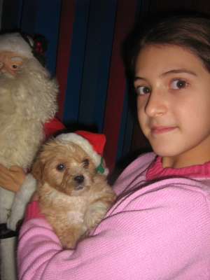 VAND PUI BICHON