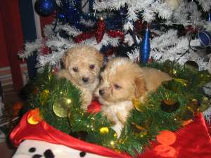 VAND PUI BICHON