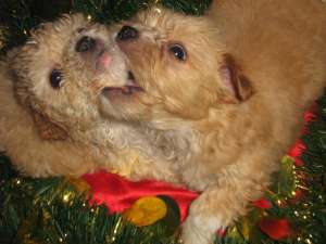 VAND PUI BICHON